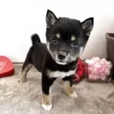 豆柴