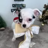 チワワ(スムース)【愛媛県・女の子・2024年10月10日・パーティ】の写真2