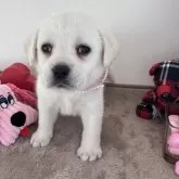 ラブラドールレトリバー【愛媛県・女の子・2024年12月10日・イエロー】の写真3