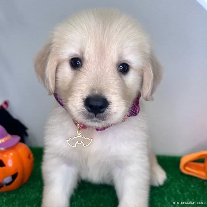 ID：2409-07005の子犬