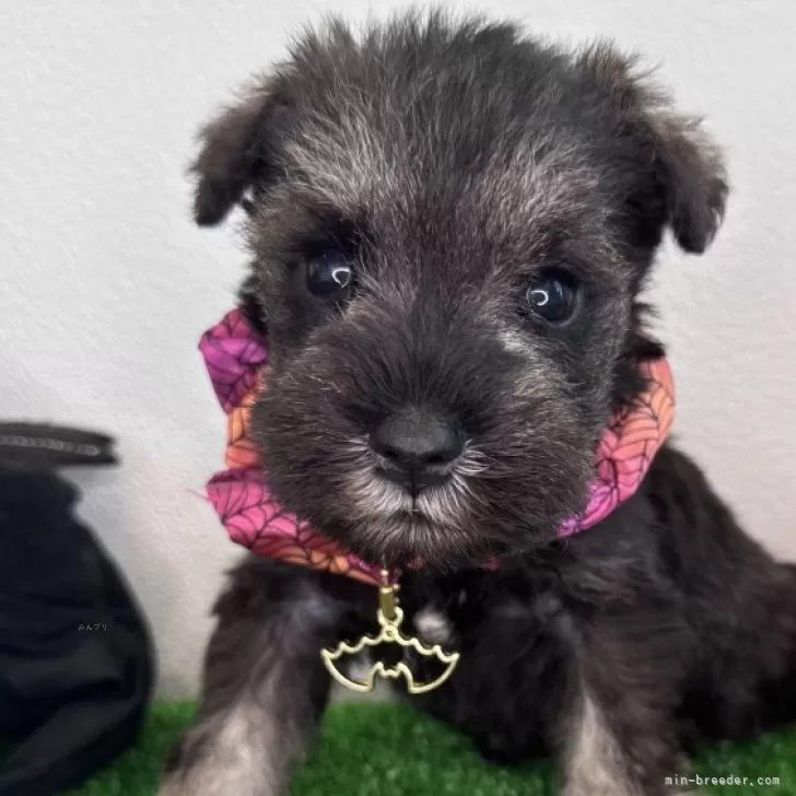 ID：2411-00334の子犬