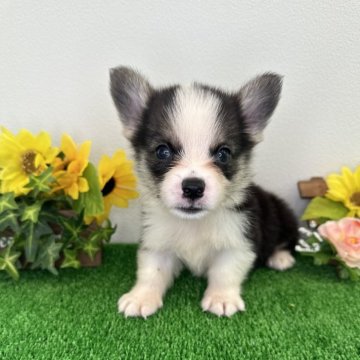 ウェルシュ・コーギー・ペンブローク【愛媛県・男の子・2024年6月21日・トライ】の写真「ご飯を食べるのが大好きで元気いっぱいな男の子です✨」
