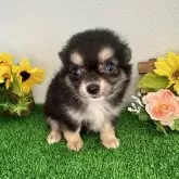 チワワ(ロング)【愛媛県・男の子・2024年6月21日・ブラック&タン】の写真3