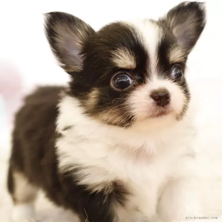 チワワ(ロング)【愛知県・男の子・2025年9月22日・ブラックタン、ホワイト】の写真1