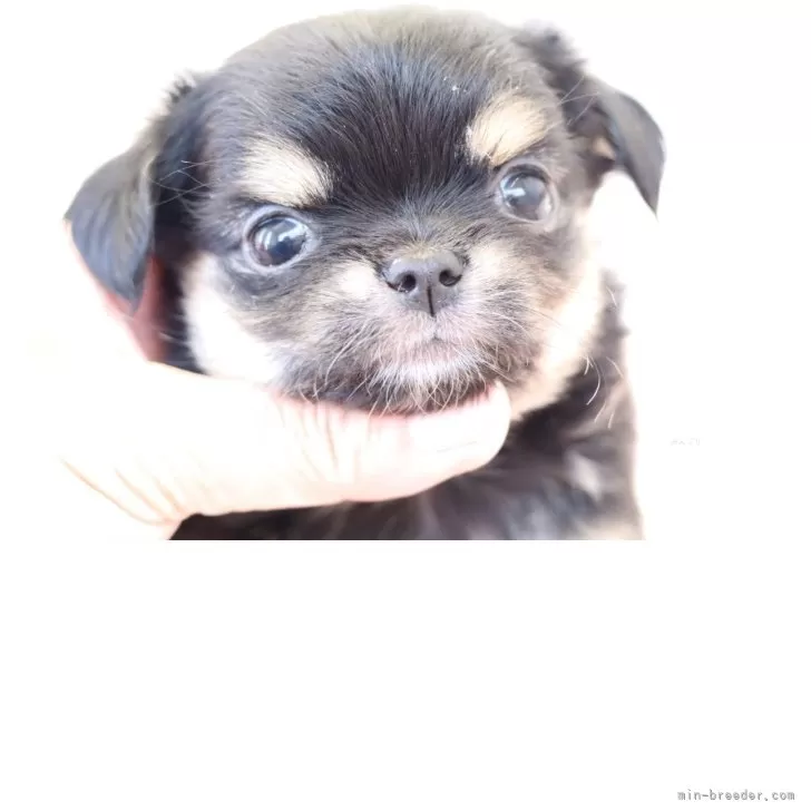 ID：2504-07632の子犬