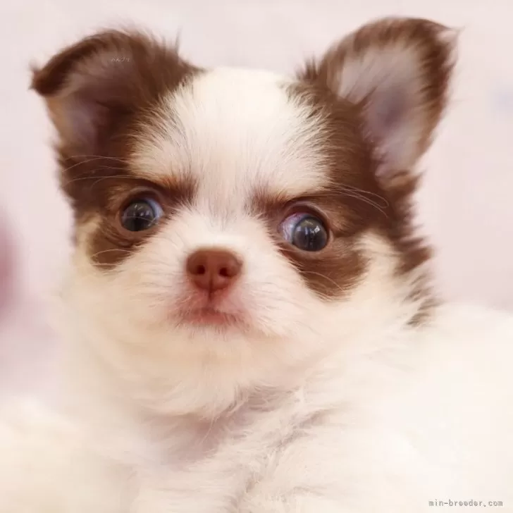 ID:2504-01969の子犬