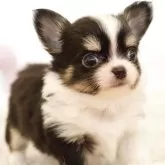 チワワ(ロング)