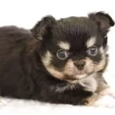 チワワ(ロング)【愛知県・女の子・2025年9月22日・ブラックタン】の写真2