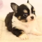 チワワ(ロング)【愛知県・男の子・2025年9月22日・ブラックタン、ホワイト】の写真3