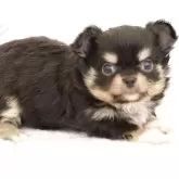 チワワ(ロング)【愛知県・女の子・2025年9月22日・ブラックタン】の写真3