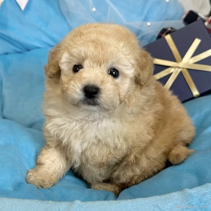 ID：2501-08041の子犬