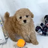 トイプードル(トイ)【愛知県・女の子・2025年1月5日・アプリコット】の写真1