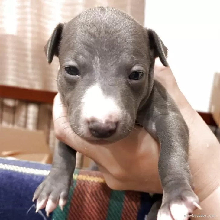 ID：2506-07231の子犬