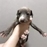 イタリアングレーハウンド