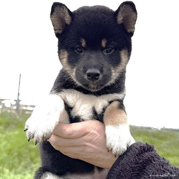 ハンキ 様のお迎えした子犬