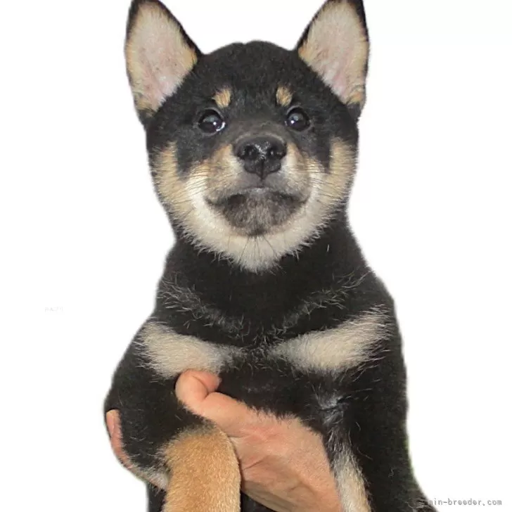 柴犬(標準サイズ)【宮城県・男の子・2025年6月1日・黒】の写真1
