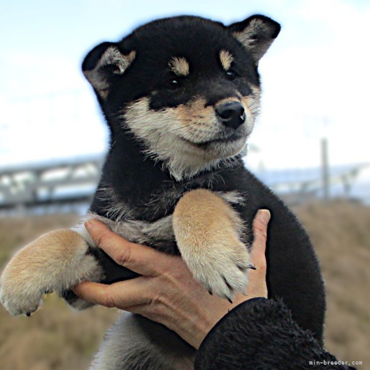 Natural Monuments 柴犬 SP0003 INVASION 希少 すゞ柴 （柴犬いぶき） on X: 