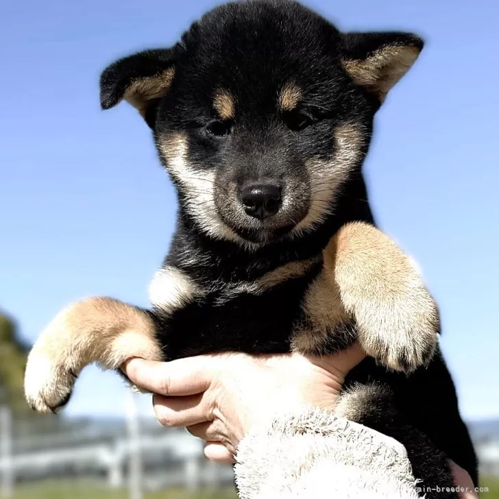 柴犬(標準サイズ)【宮城県・女の子・2025年8月30日・黒】の写真1