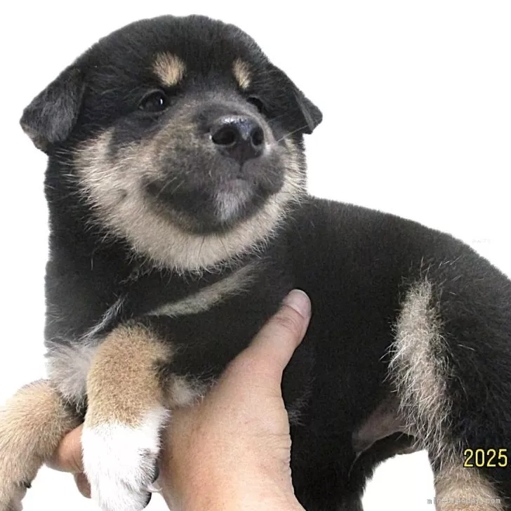 柴犬(標準サイズ)【宮城県・男の子・2025年6月7日・黒】の写真1