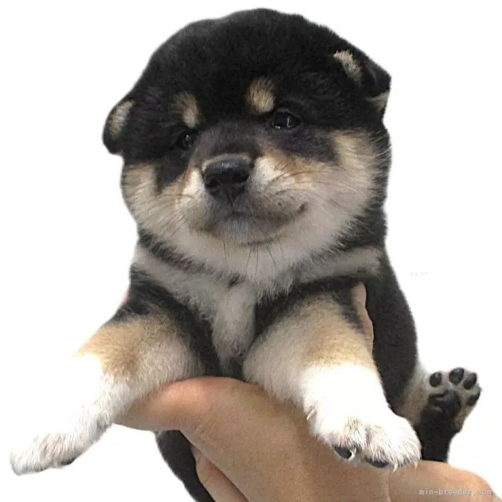 ID：2506-07283の子犬