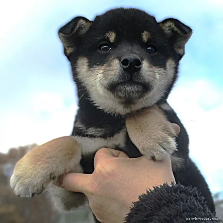 ID：2411-02724の子犬