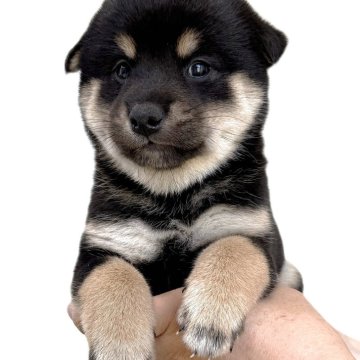 柴犬(標準サイズ)【宮城県・女の子・2025年8月25日・黒】の写真「元気な黒柴の女の子」