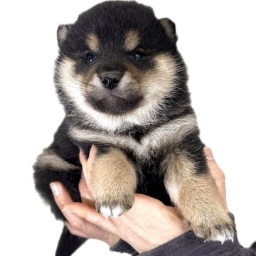 柴犬(標準サイズ)【宮城県・男の子・2025年11月15日・黒】の写真「元気な黒柴の男の子」