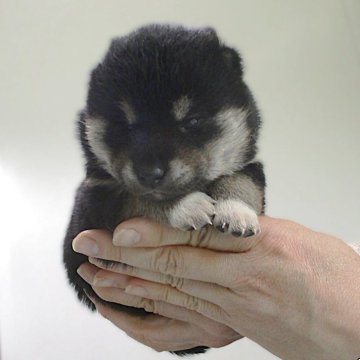 柴犬(標準サイズ)【宮城県・男の子・2025年5月17日・黒】の写真「黒柴の男の子です。」