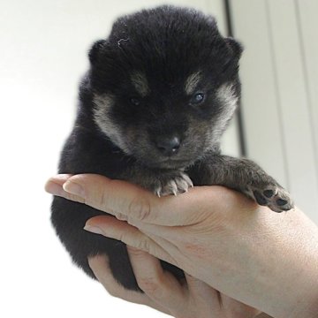 柴犬(標準サイズ)【宮城県・女の子・2025年5月17日・黒】の写真「黒柴の女の子です。」