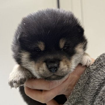柴犬(標準サイズ)【宮城県・女の子・2025年2月21日・黒】の写真「穏やかな女の子」