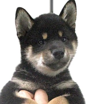 柴犬(標準サイズ)【宮城県・男の子・2025年6月1日・黒】の写真「元気な黒柴の男の子」