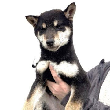 柴犬(標準サイズ)【宮城県・女の子・2025年8月30日・黒】の写真「元気な黒柴の女の子です。」