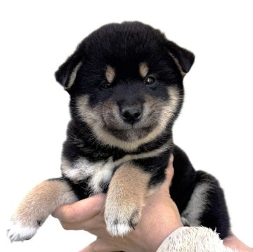 値下★北海道犬★親子★藤の丘 美夜之窯　干支置物　アイヌ犬 値下☆北海道犬☆親子☆藤の丘 美夜之窯 干支