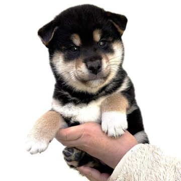 柴犬(標準サイズ)【宮城県・女の子・2025年9月4日・黒】の写真「元気な黒柴の男の子です。」