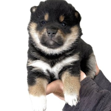 柴犬(標準サイズ)【宮城県・女の子・2025年11月15日・黒】の写真「元気な黒柴の女の子」