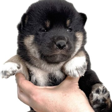 柴犬(標準サイズ)【宮城県・男の子・2025年8月25日・黒】の写真「かわいい黒柴の男の子 誕生」