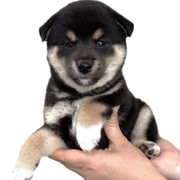 柴犬(標準サイズ)【宮城県・女の子・2025年8月30日・黒】の写真「元気な黒柴の女の子です。」