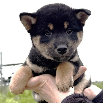 柴犬(標準サイズ)【宮城県・男の子・2025年9月2日・黒】の写真「元気な黒柴の男の子」