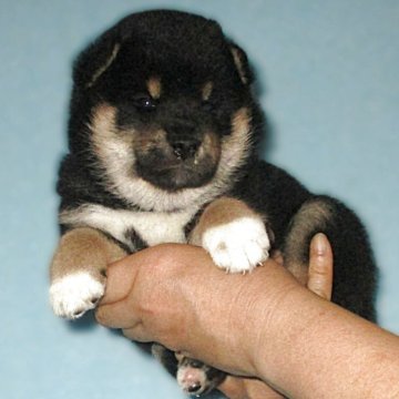 柴犬(標準サイズ)【宮城県・男の子・2025年5月29日・黒】の写真「元気な黒柴の男の子」