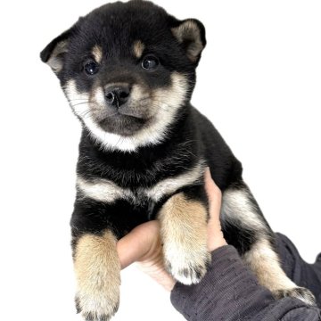 柴犬(標準サイズ)【宮城県・女の子・2025年10月30日・黒】の写真「元気なかわいい女の子」