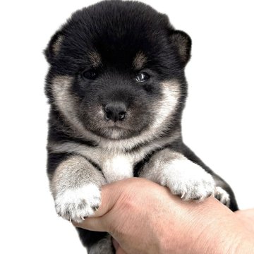 柴犬(標準サイズ)【宮城県・女の子・2025年8月25日・黒】の写真「かわいい黒柴の女の子 誕生」