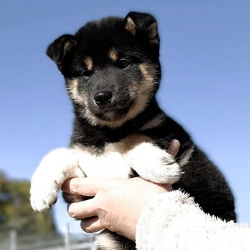 柴犬(標準サイズ)【宮城県・男の子・2025年9月2日・黒】の写真「元気な黒柴の男の子」