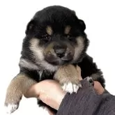 柴犬(標準サイズ)