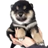 柴犬(標準サイズ)