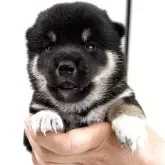 柴犬(標準サイズ)