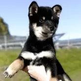 柴犬(標準サイズ)