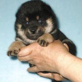 柴犬(標準サイズ)