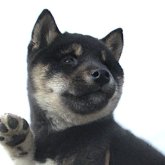 柴犬(標準サイズ)