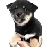柴犬(標準サイズ)