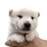 柴犬(標準サイズ)